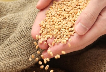 Feed Industry | Monamill